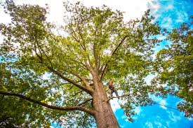 Best Root Management and Removal  in Agler Estates, FL