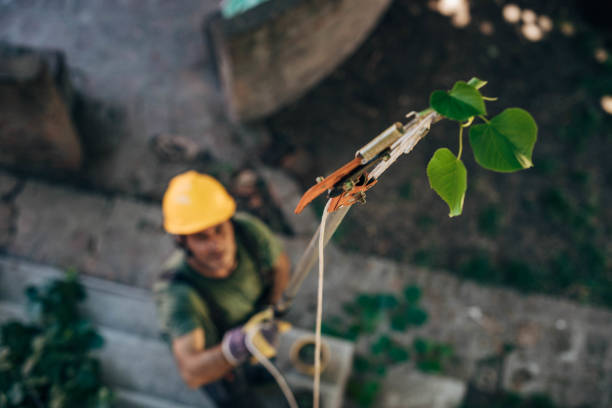 How Our Tree Care Process Works  in  Flagler Estates, FL