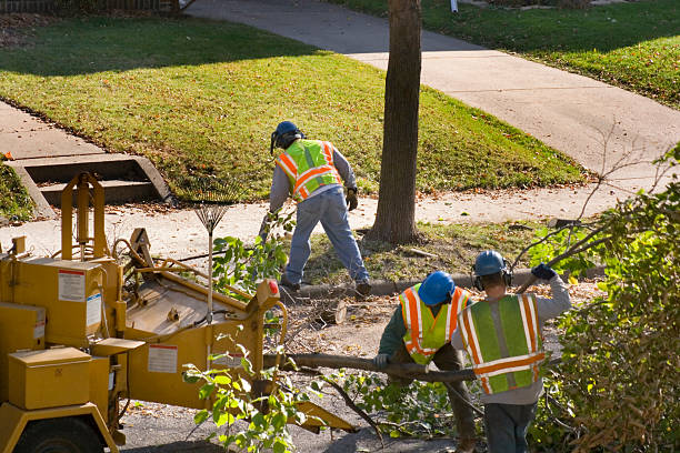 Best Tree Cabling and Bracing  in Agler Estates, FL
