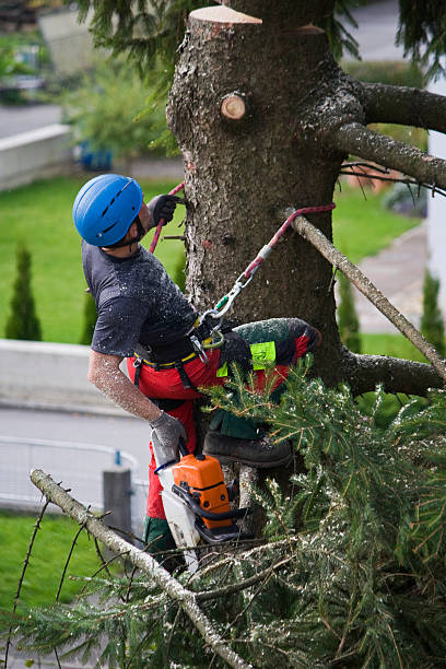 Best Stump Grinding and Removal  in Agler Estates, FL