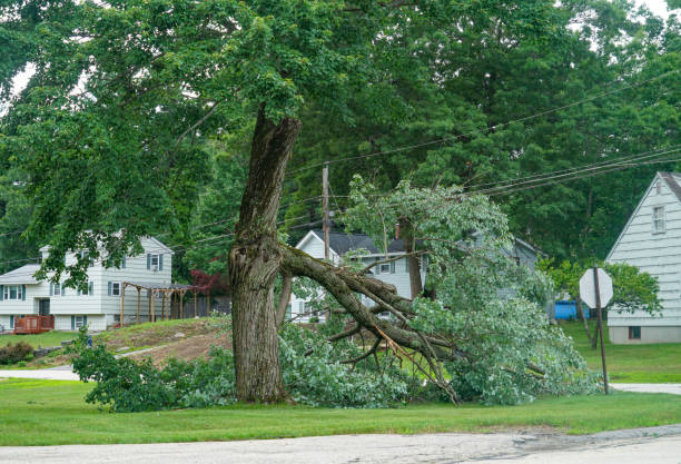 Best Tree and Shrub Care  in Agler Estates, FL