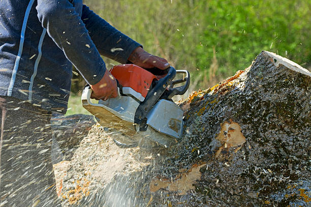 Best Grass Overseeding  in Agler Estates, FL